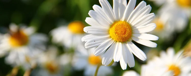 Curabitur vestibulum aliquam leo